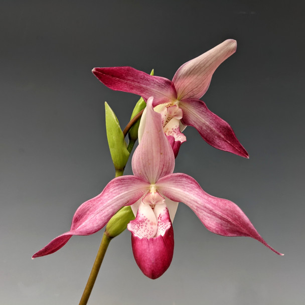 806e5078-fe67-421d-bfaa-8011099914bc