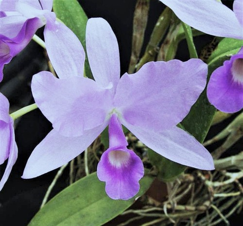 パープルセレナイト蝶々♡♡No.2195 Cattleya (Guarianthe) skinneri