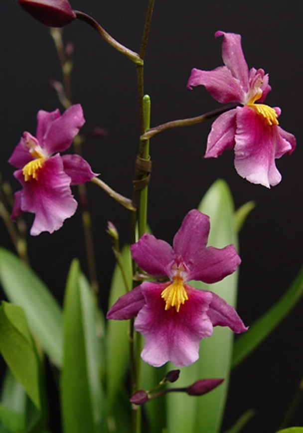 Taksi kokraklari bilan mashinani toxtatdi.