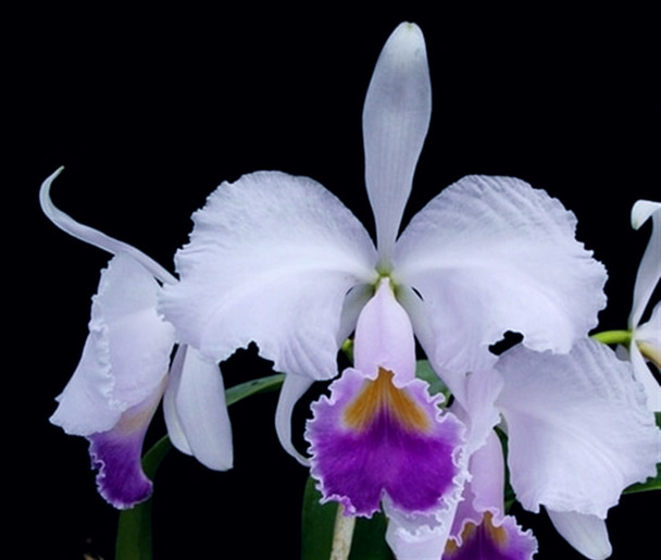 ac577454-8b8f-4f04-bbd6-0c06428a1a65