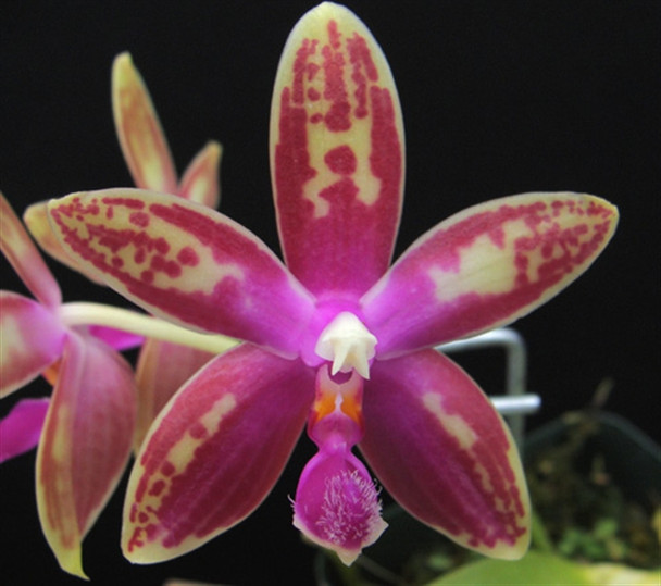 b4522a74-7793-412c-9fc0-d61a4ca02220