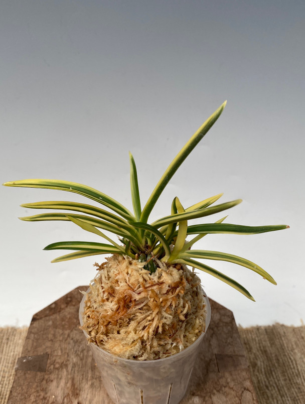 7c57d038-c252-499e-ab83-679fd1e63e1b