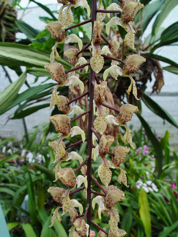 Gongora scaphephorus 'Angel Falls’ x self