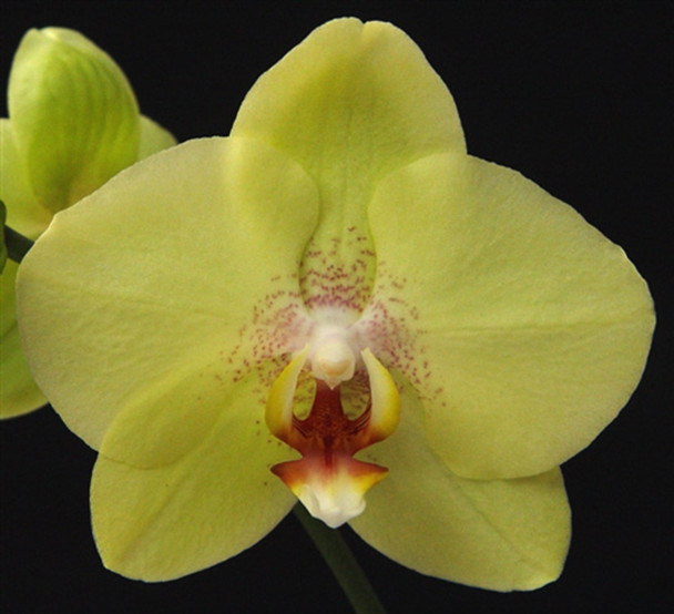 【親株】P.Hillii Yot #16 Aor Chao（OC） Phal. Jiuh Bao Green Apple - OrchidWeb