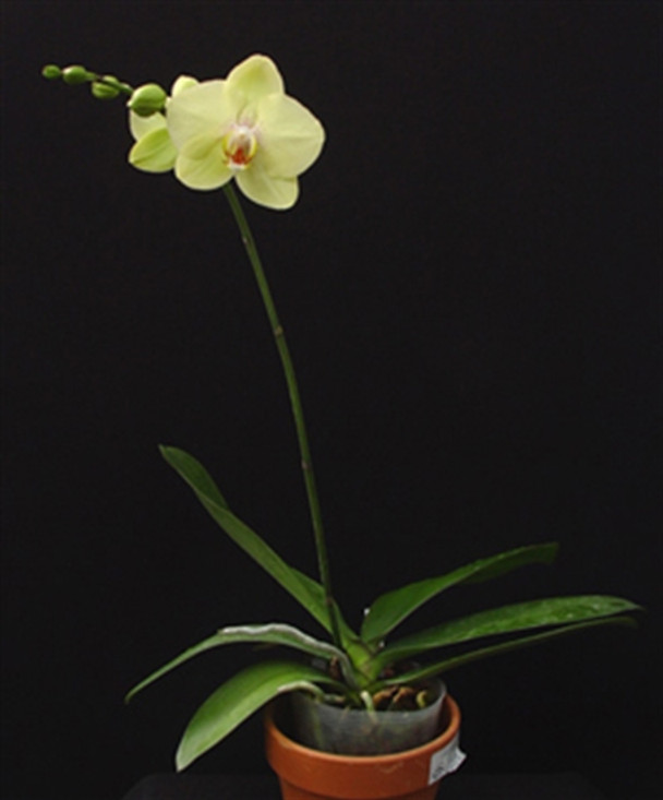 Phal. Jiuh Bao Green Apple - OrchidWeb