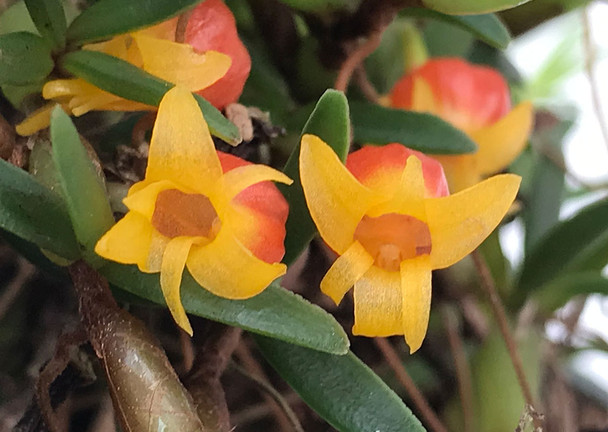 洋蘭原種，(67)，Mediocalcar decoratum， メディオカルカ デコラタム