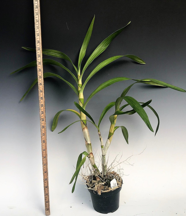 Ansellia africana (syn. Ansellia nilotica) ('Rosminah' (4N) x self