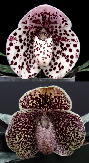 Paph. (bellatulum 'Red Galaxy' x Ichiro Suzuki 'Black Hole