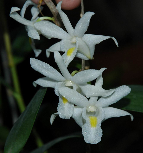 Dendrobium crumenatum - OrchidWeb