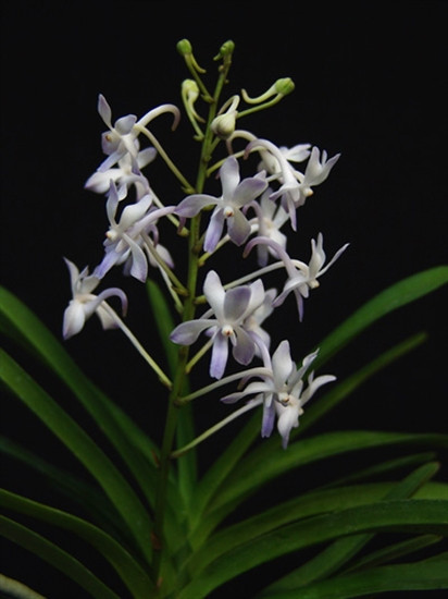 Neostylis Lou Sneary 'Kultana' (Rhy. coelestis x N. falcata