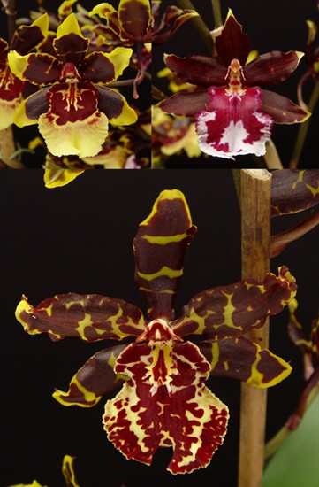 d3adff23-55bf-4c27-baab-4e12a7b5c23d