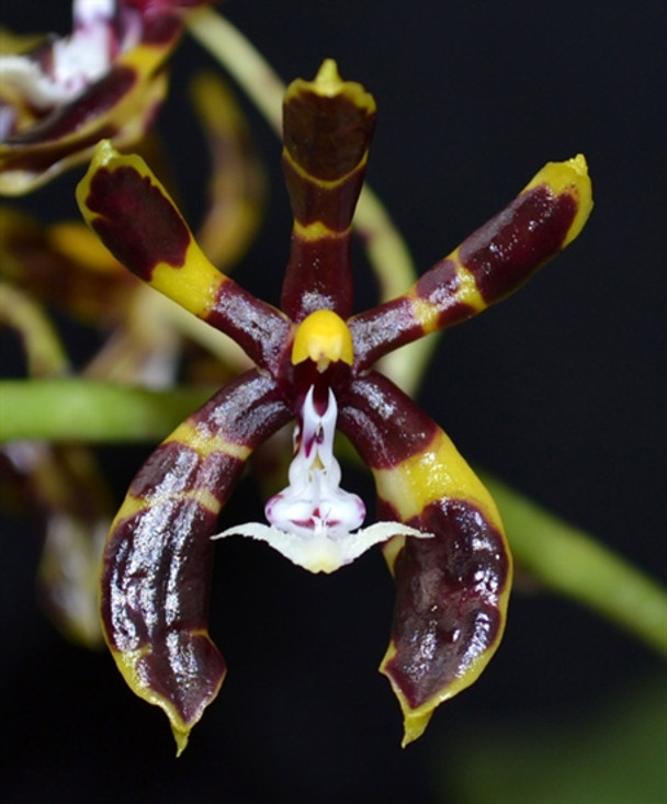 洋蘭原種 (543) Phal. mannii ’Black’ ファレノプシス マンニー　’ブラック’ 美琪園藝Miki Orchid - 品種詳細頁