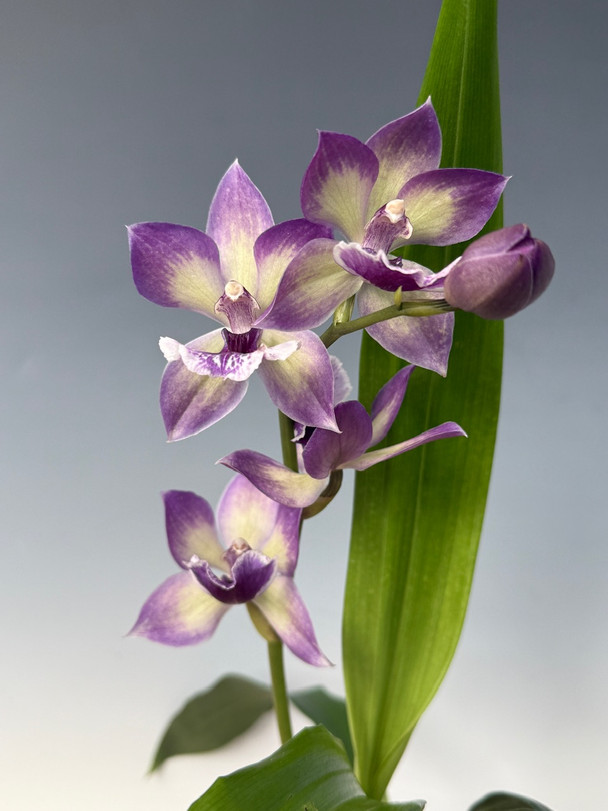 Zygonisia Cynosure 'Blue Birds' (Aganisia cyanea x Zygopetalum