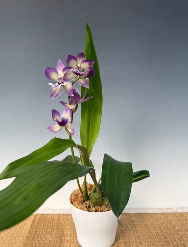 Zygonisia Cynosure 'Blue Birds' (Aganisia cyanea x Zygopetalum