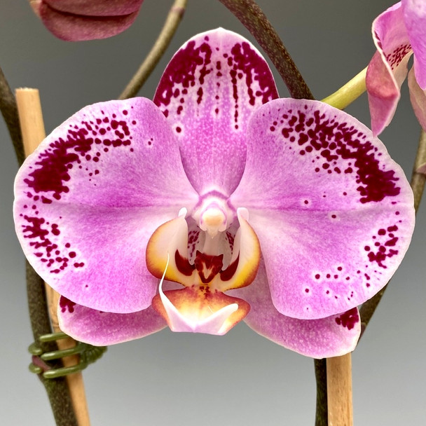 Phal. Lianher Happy Dancer (Memoria Francis Hunte x Ming-Hsing