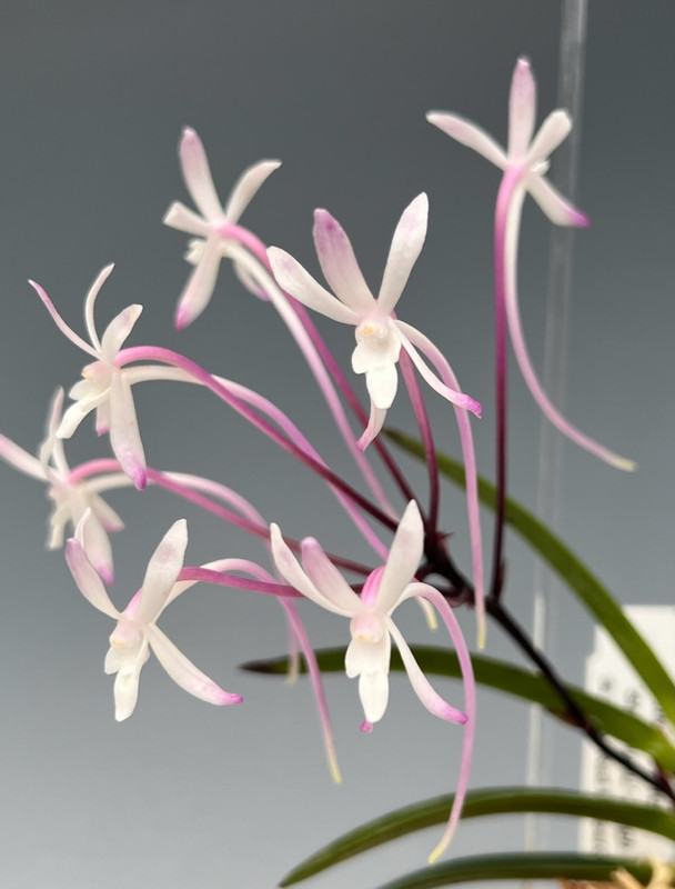 Neofinetia falcata 'Shutennou' 朱天王 - 'High Five' AM/AOS CCM/AOS