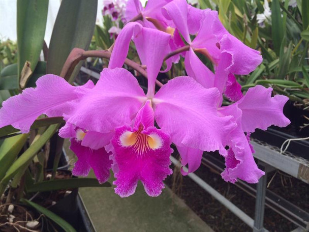 Cattleya warscewiczii ('Alexander's Var.' x 'Meteor