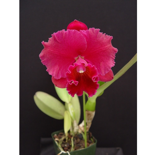 sambajewel_1___24420.