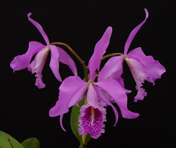 Cattleya maxima 'Chadwick's Dark' AM/AOS x self - OrchidWeb