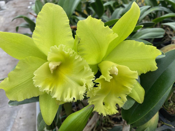 Blc. Prada Green Deluxe 'NN' - OrchidWeb