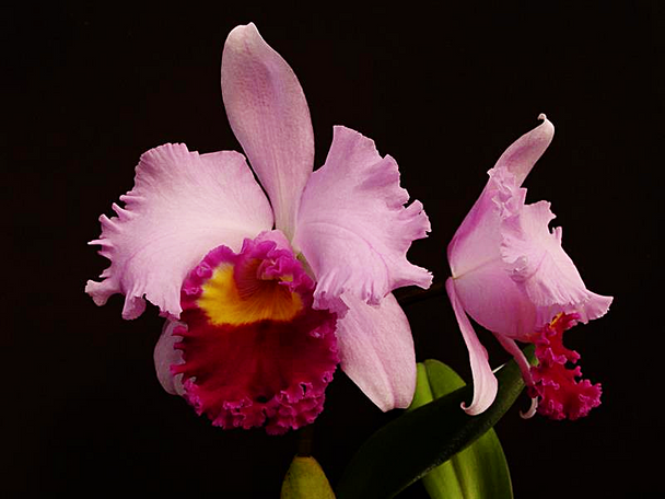 fcf979dd-fdd0-4e58-866a-6ed0b76f9979