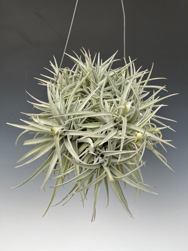 Tillandsia harrisii - Specimen Plant - OrchidWeb