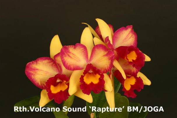 45c2f492-61df-4e43-9275-e3189880363d