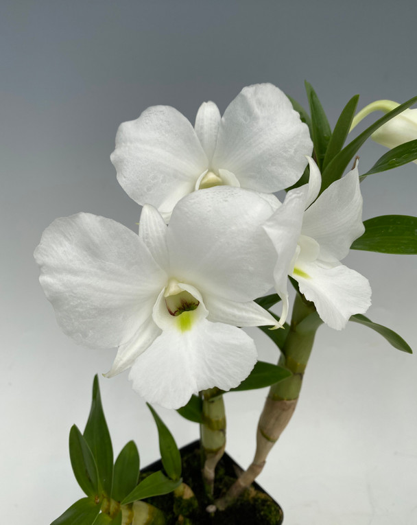 b4ec7e15-519a-4d36-b360-ea5175b3257e