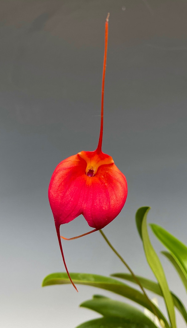 bbedeb35-5435-4ec5-9383-9fe55a55691d