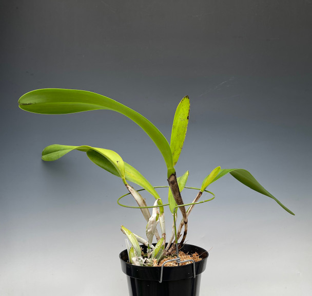 Cattleya Bletchleyensis (Divisions) (warscewiczii 'Hartman's #9' x