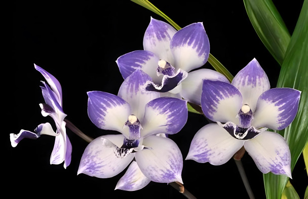Tsubotaara Melinda Marie 'Blue Sapphire' HCC/AOS (Pba. Eva's Blue