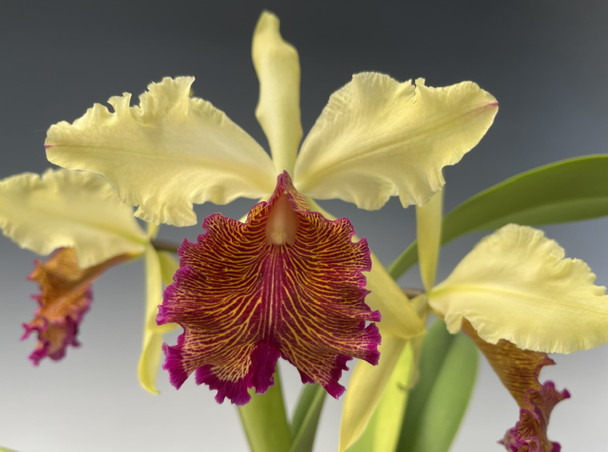 Cattleya dowiana aurea (4N) (Select sib cross) - OrchidWeb