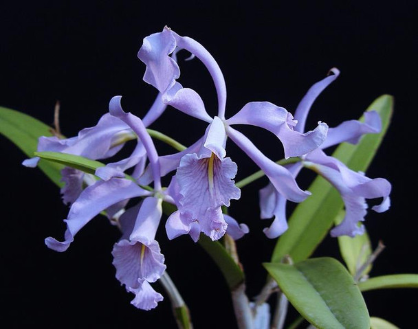 原種洋ラン　C. maxima coerulea sib 原種洋ラン C. maxima coerulea sib - メルカリ