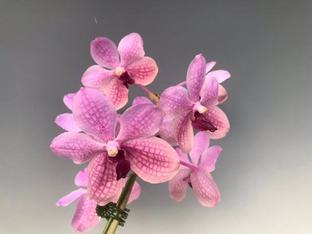 2528f454-1943-4c59-8453-b756eb7e782a