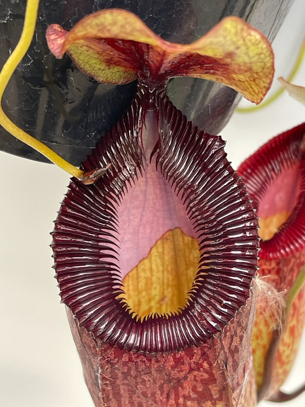 3b151784-cfd9-4266-ae53-00bf9cb87bd0