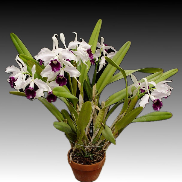 BRAZILIAN ORCHIDS 蘭の王国 Laelia purpurata Laelia purpurata var. schusteriana ('Equilab' x self) - OrchidWeb