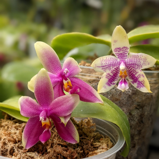 cb434fad-faf5-449b-9261-b229be086454