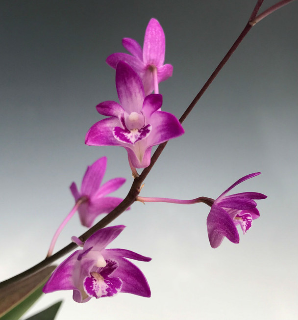 156b28a1-4d5c-4b0d-861e-f27f2f5110b2