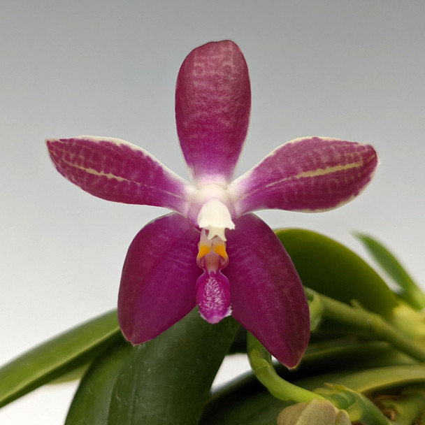 c117db7d-97ca-4e62-991c-4a6a2963b8e2