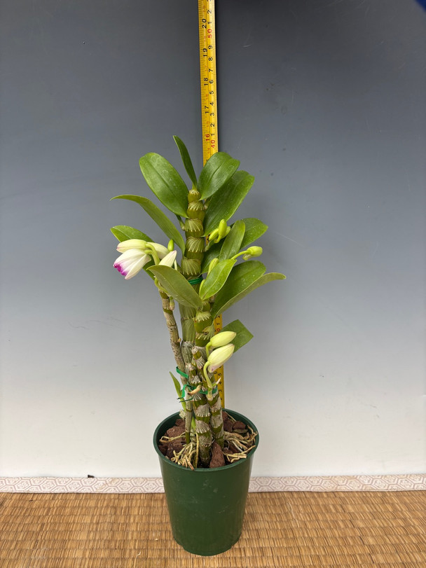 Dendrobium Love Memory 'Fizz' - Nobile Hybrid (White Rabbit x