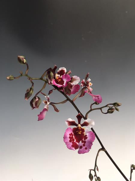 66d3ab17-918e-4dc0-b5d4-4978fe032210