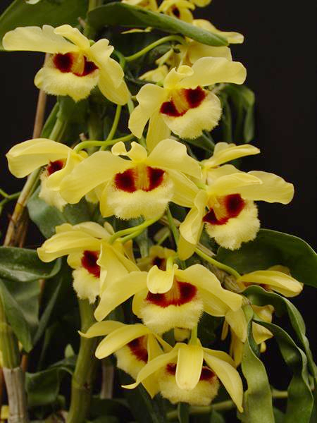Dendrobium Gatton Sunray FCC/RHS, FCC/AOS (pulchellum x Illustre
