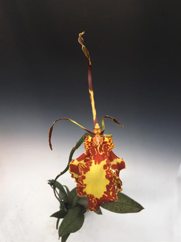 orchids73様 Phal. 'Dark Cherry' (Taida Little Pretty x Zuma's Pixie