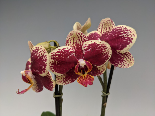 98692e05-767f-411c-8c5b-e0b02f3925b1