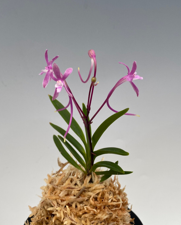 Ascofinetia Kaori (Ascof. Cherry Blossom x N. falcata) - OrchidWeb