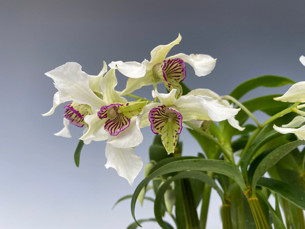 ロドス 生写真 Kyoto, Japan 🇯🇵. Ninenzaka. 📸 Photo by Stanley Ishii (In Japan