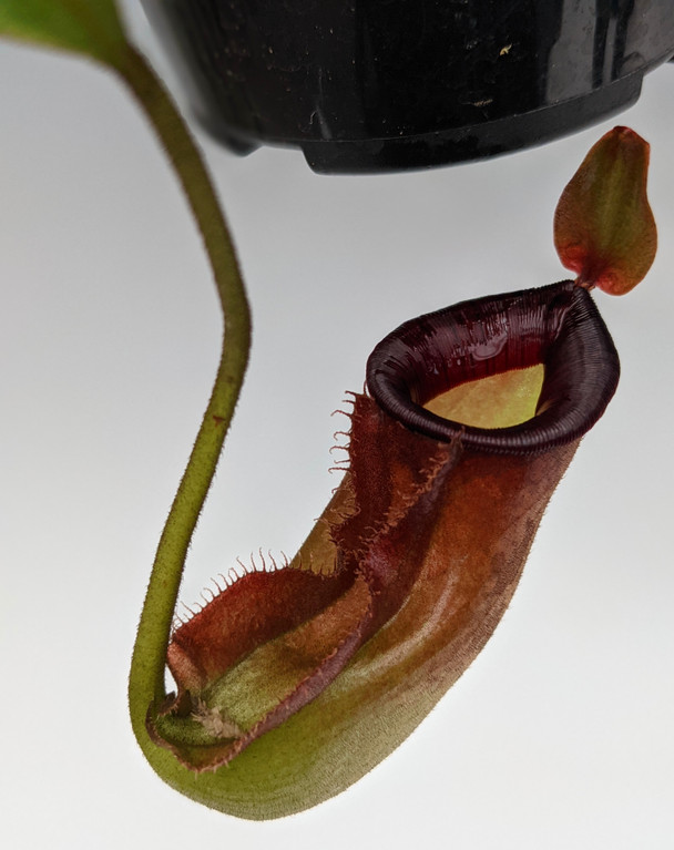 ad9170cb-c313-408a-b066-19298006fe4c