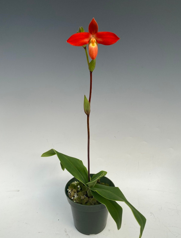 9c6f59c2-428b-4cc1-af34-4337cfc3ced5