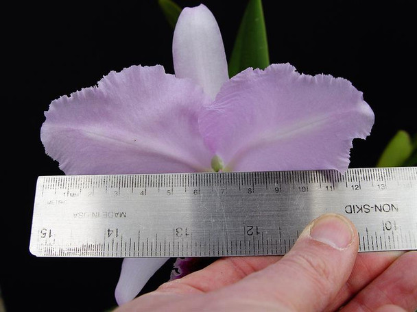 パープルセレナイト蝶々♡♡No.2195 パープルセレナイト蝶々♡♡No.2195 Rby. TLDC Divine Phoenix