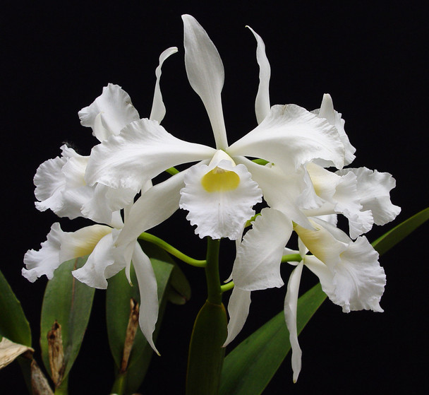 Laelia purpurata var. alba ('Sanibel Snow' x 'White Satin